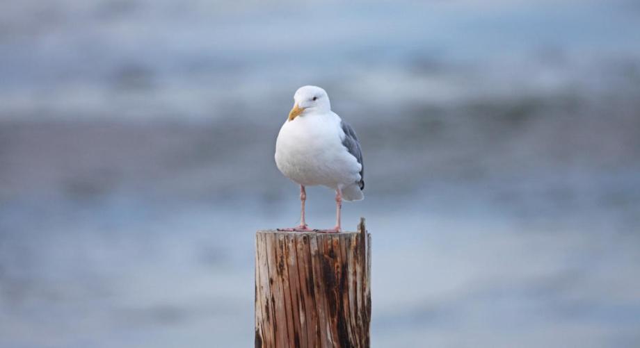 Die Wohnung Möwe ist ein kleines gemütliches Feriendomizil für 4 Personen im Haus Vogelsang. Westerland Exterior foto